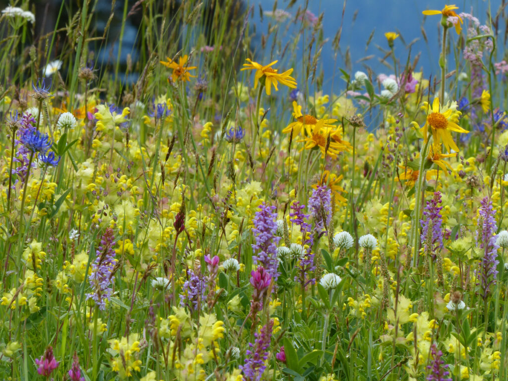 Blühende Wiese